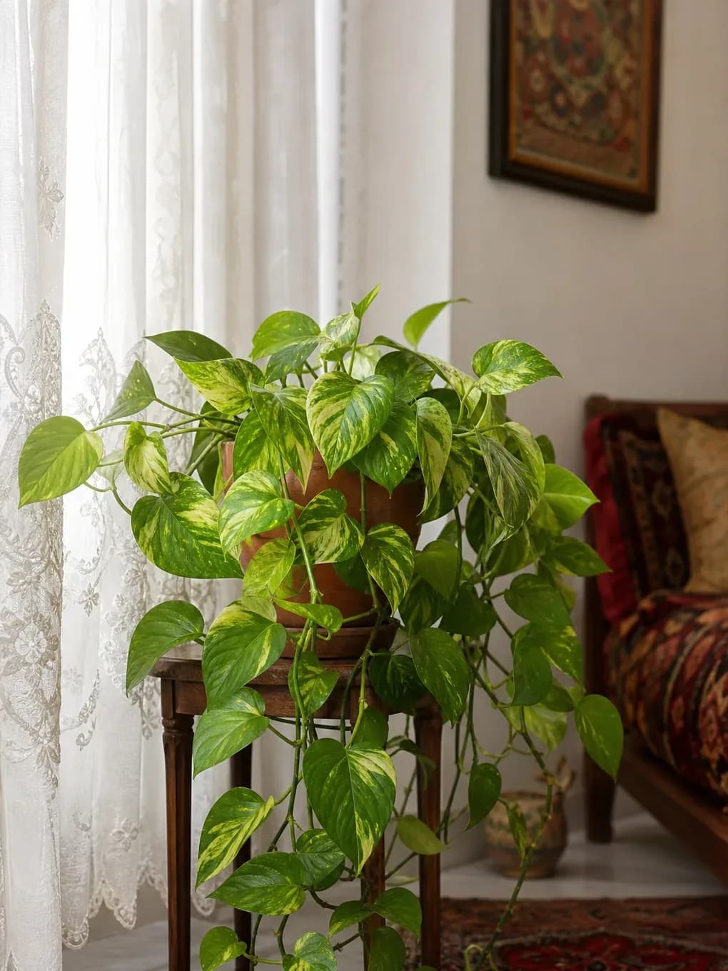 راهنمای جامع نگهداری پتوس در منزل